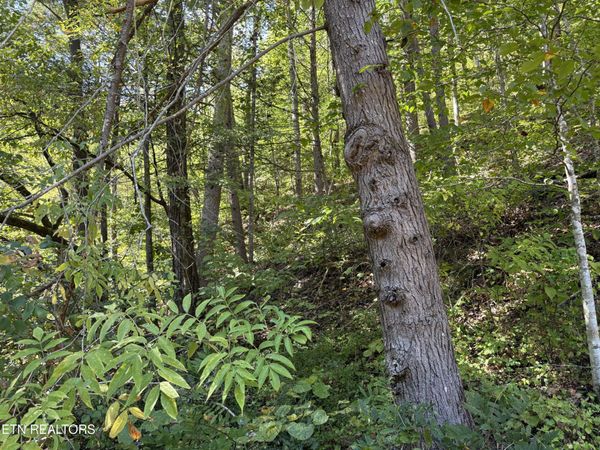 N Clearfork Rd, Sevierville, TN 37862