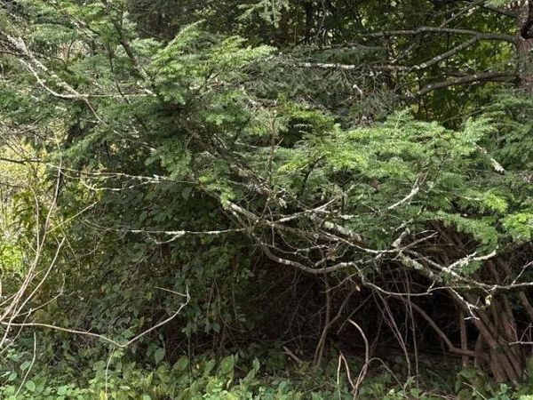 TBD Crystal Springs Road, Elkins, WV 26241
