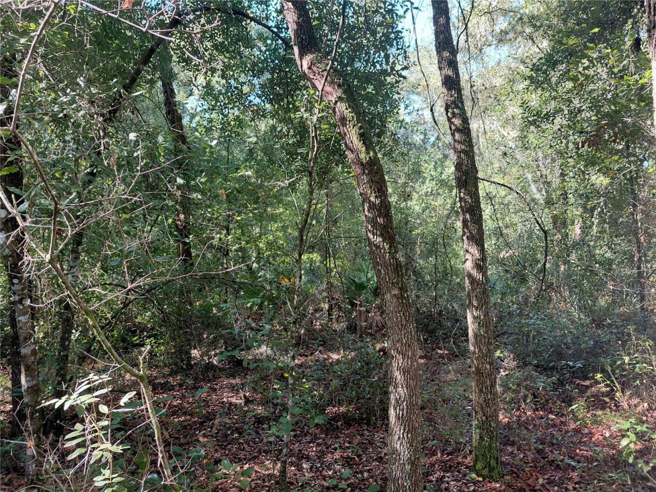 Butternut Drive , Webster, FL 33597 Photo