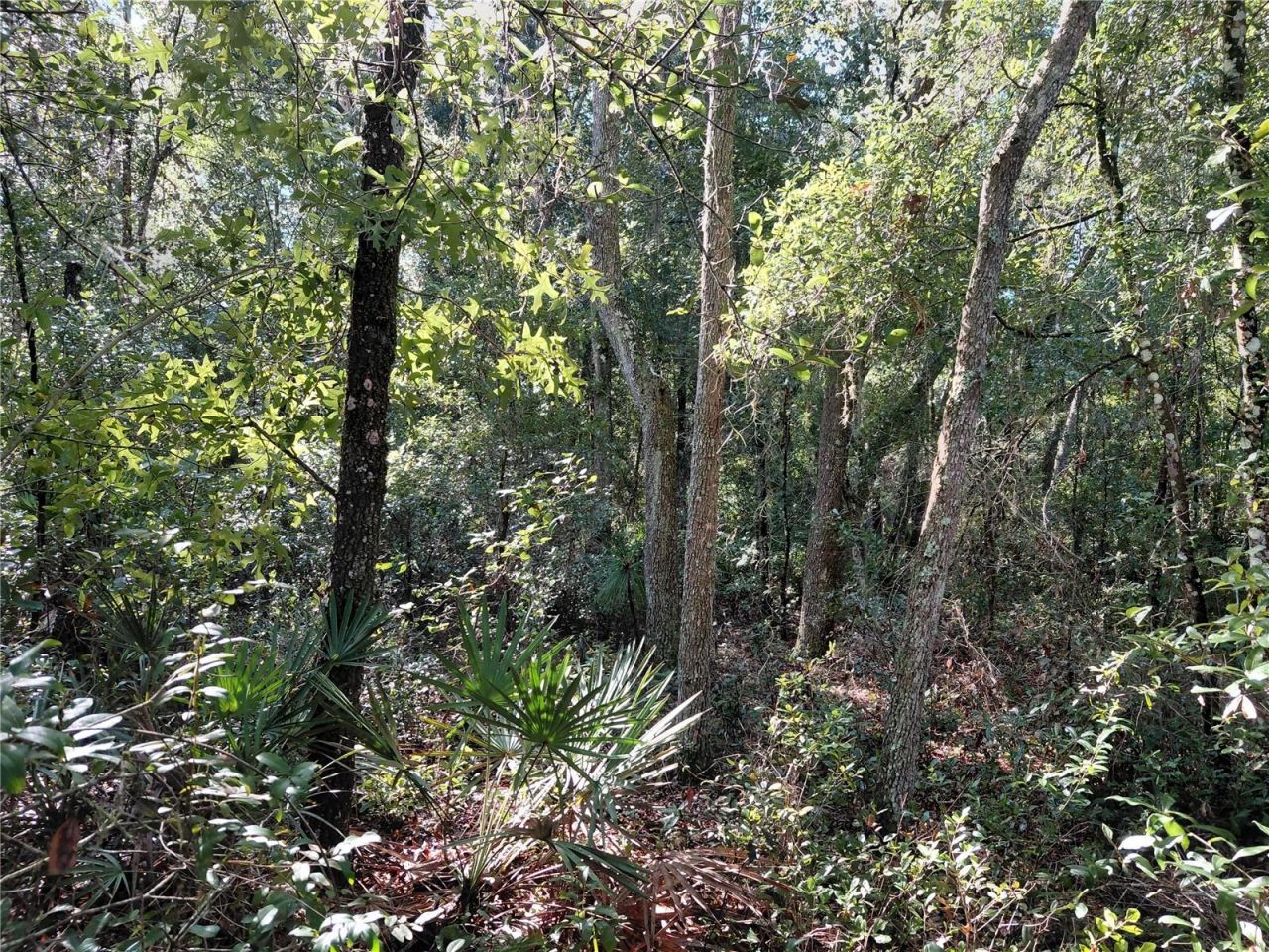Butternut Drive , Webster, FL 33597 Photo