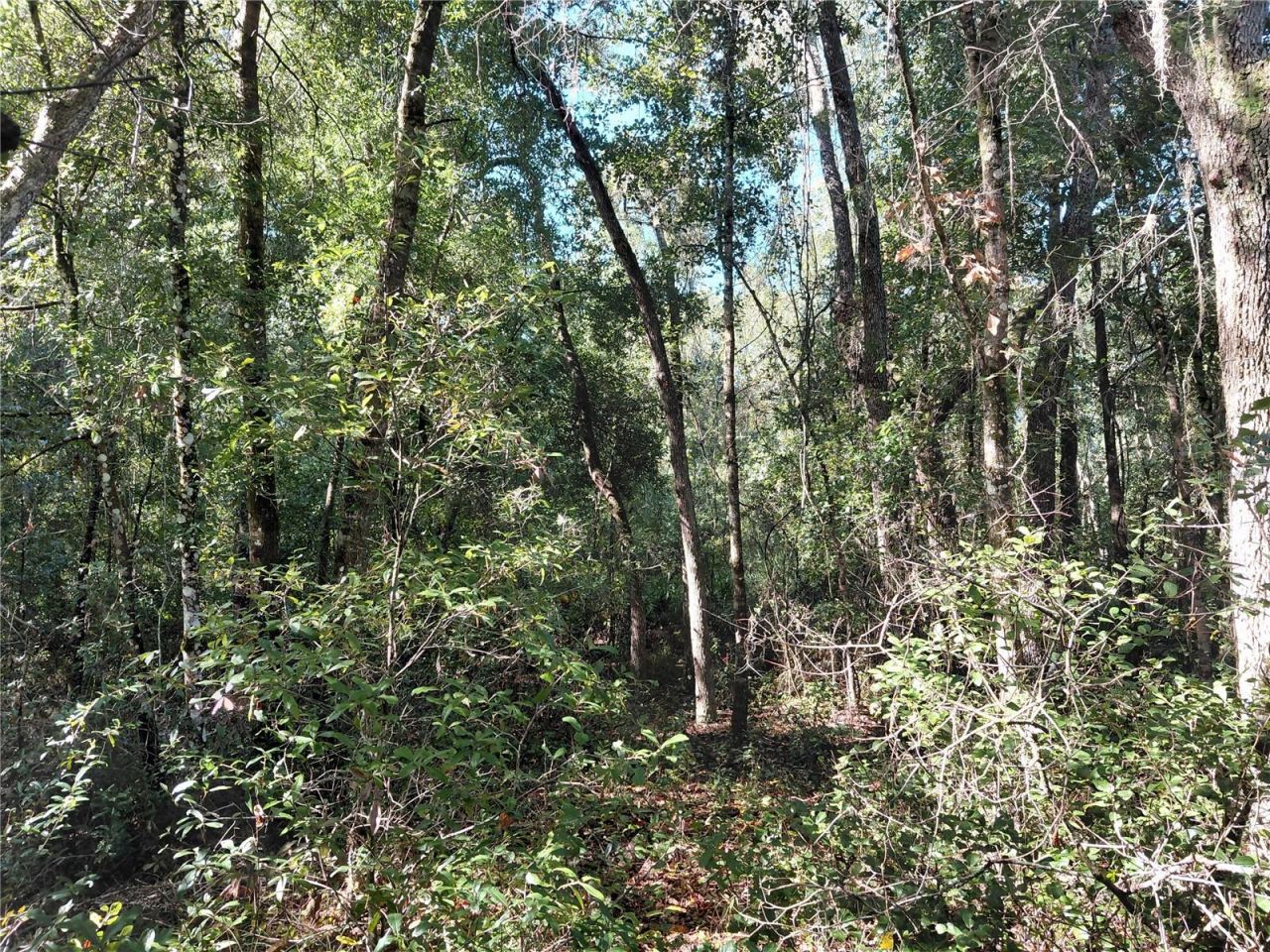 Butternut Drive , Webster, FL 33597 Photo