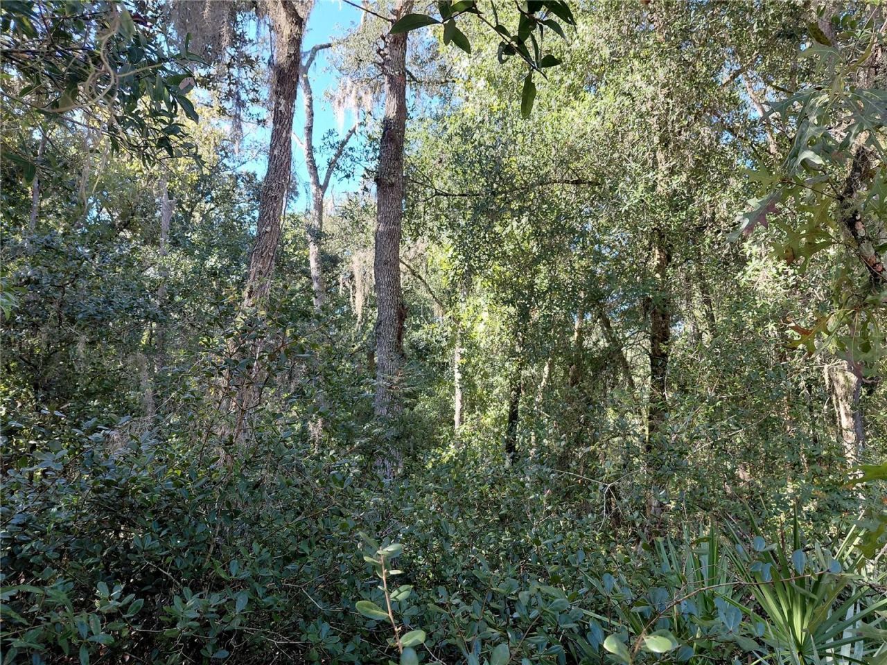 Butternut Drive , Webster, FL 33597 Photo