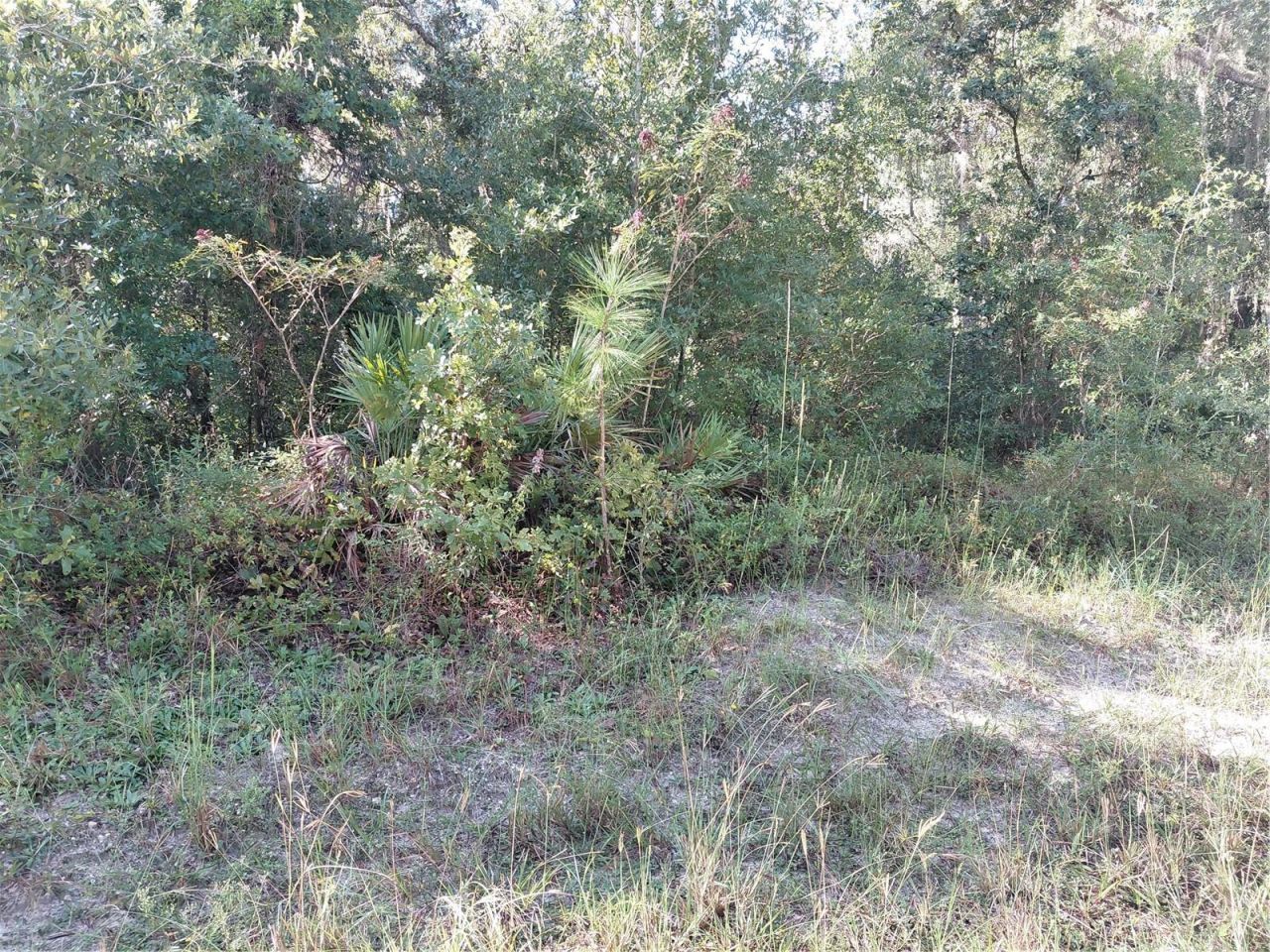Butternut Drive , Webster, FL 33597 Photo