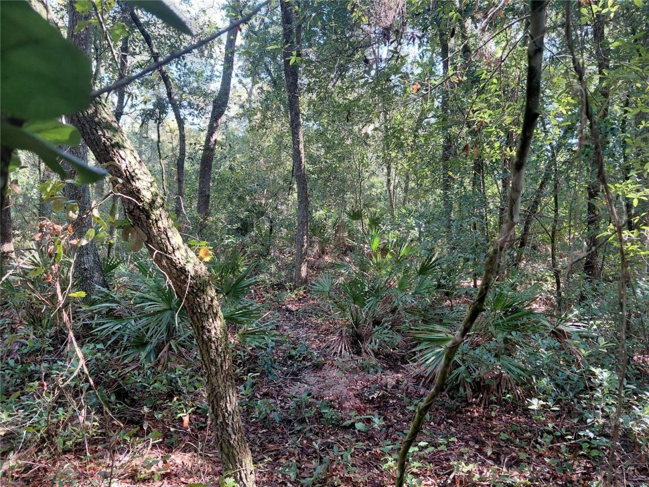 Butternut Drive , Webster, FL 33597 Photo