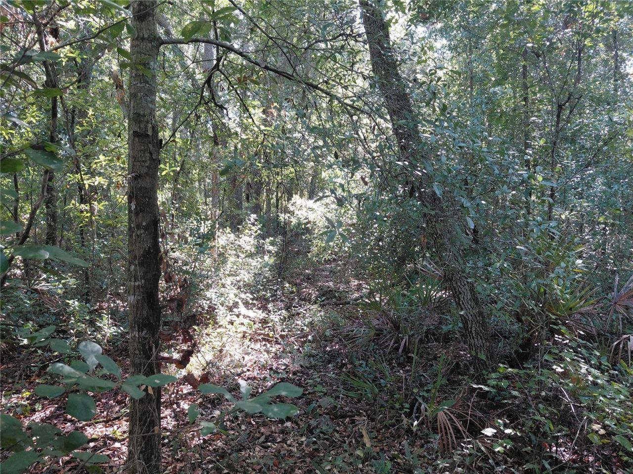 Butternut Drive , Webster, FL 33597 Photo