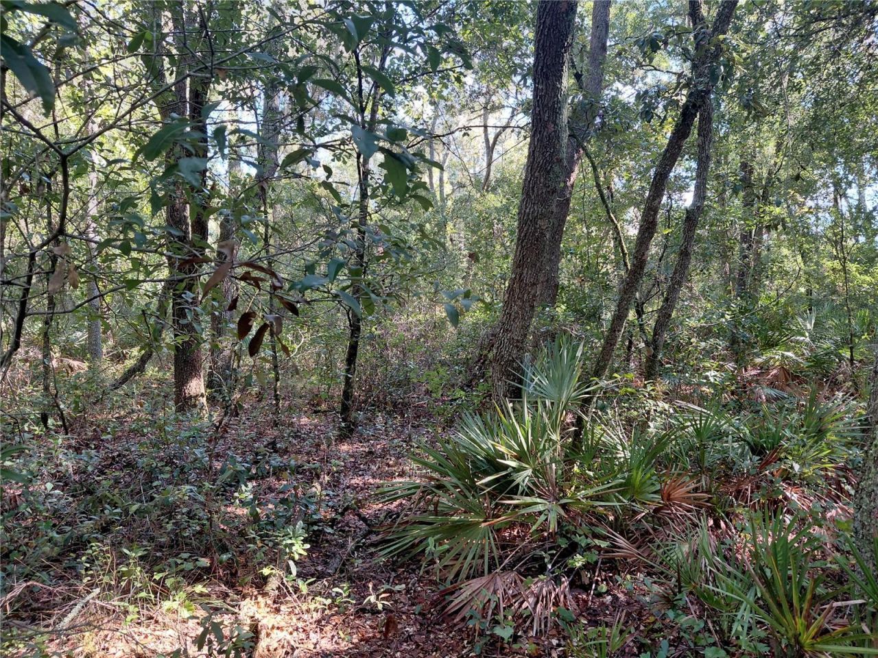 Butternut Drive , Webster, FL 33597 Photo