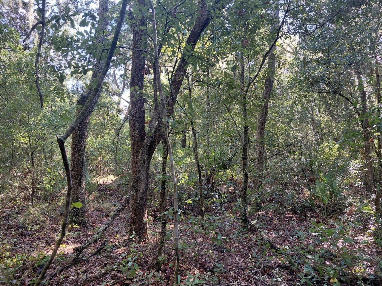 Butternut Drive , Webster, FL 33597 Photo