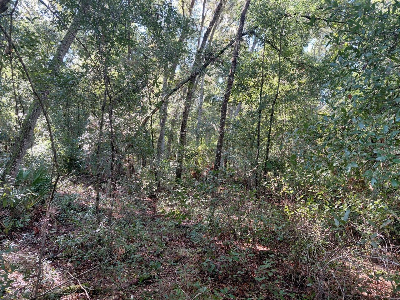 Butternut Drive , Webster, FL 33597 Photo