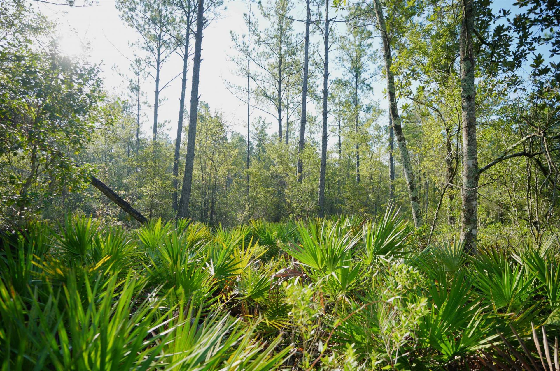01 Blountstown Highway , Tallahassee, FL 32310 Photo