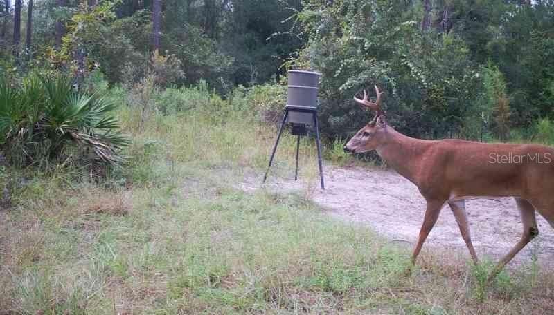 0 Doc Smith Road , Bronson, FL 32621 Photo