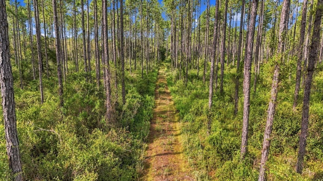 0 Doc Smith Road , Bronson, FL 32621 Photo