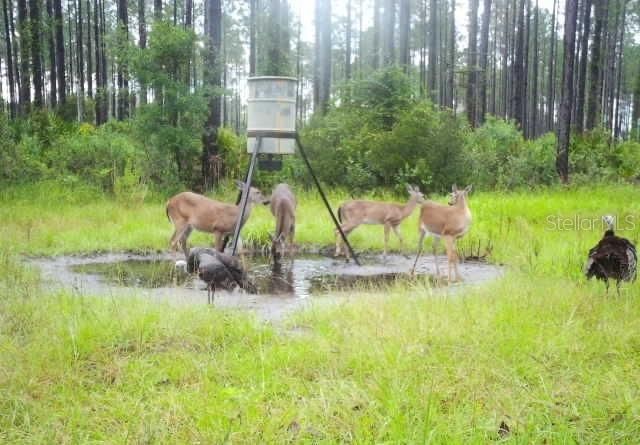 0 Doc Smith Road , Bronson, FL 32621 Photo