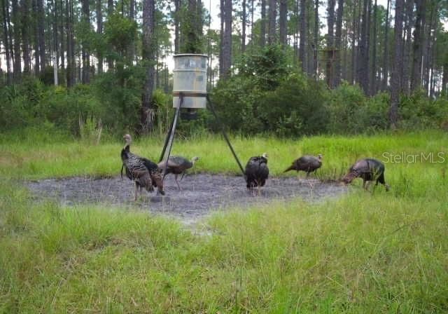 0 Doc Smith Road , Bronson, FL 32621 Photo