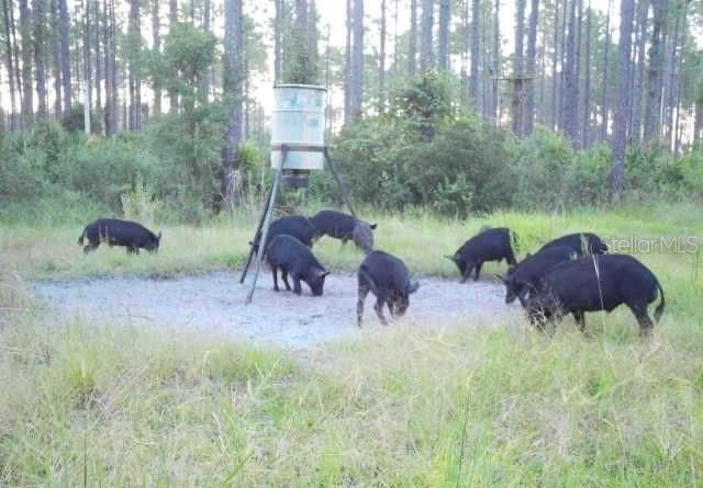 0 Doc Smith Road , Bronson, FL 32621 Photo