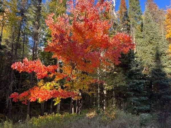 TBD Lost Lake Rd. , Tower, MN 55790