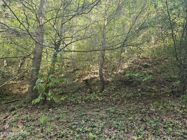 Black Bear Cub Way Way, Pigeon Forge, TN 37862