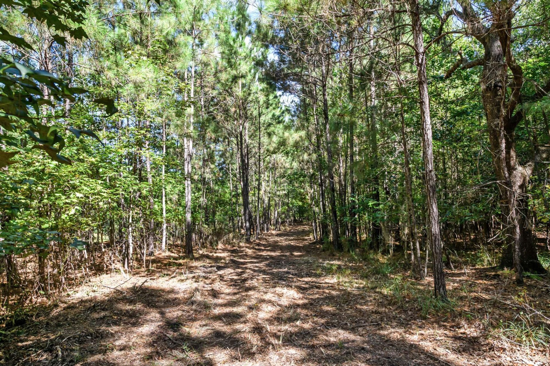 3745 Humbert Road Photo 9