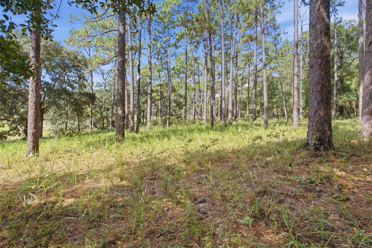 29025 SE 150th Street, Altoona, FL 32702 Photo