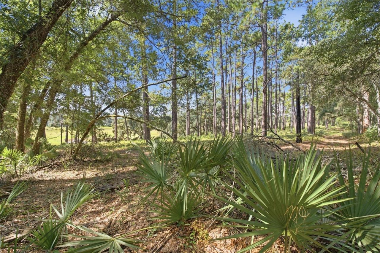 29025 SE 150th Street, Altoona, FL 32702 Photo