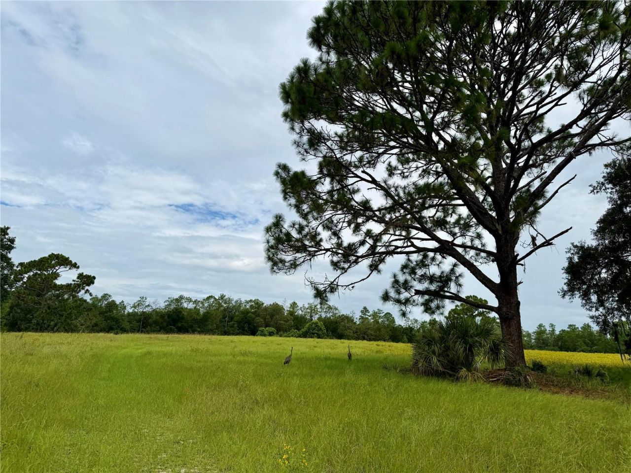 29025 SE 150th Street, Altoona, FL 32702 Photo