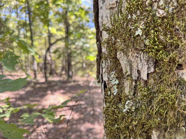 1600 Pole Ranch Road , Shirley, AR 72153