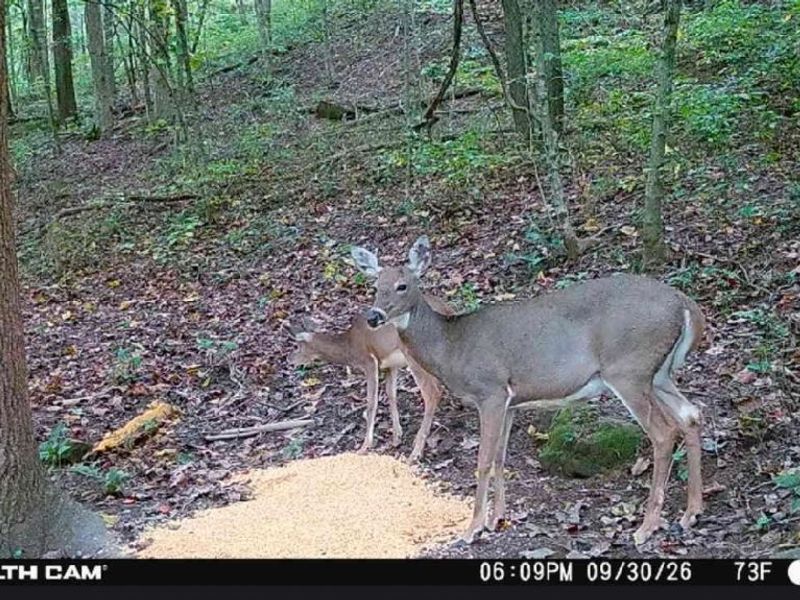 0 Marlatt Run Road, Kimbolton, OH 43832 Photo 28