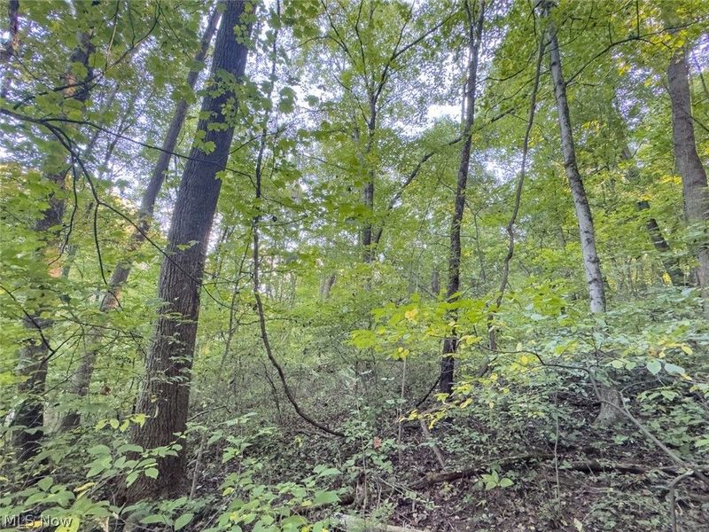 0 Marlatt Run Road, Kimbolton, OH 43832 Photo 6