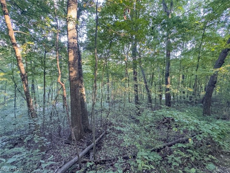 0 Marlatt Run Road, Kimbolton, OH 43832 Photo 9