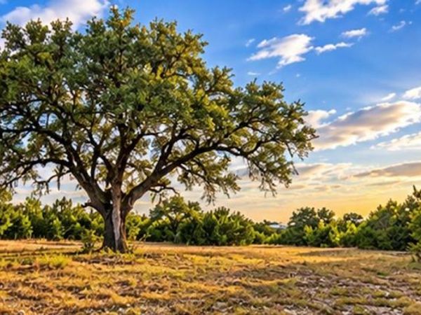 208 Viento CV, Blanco, TX 78606