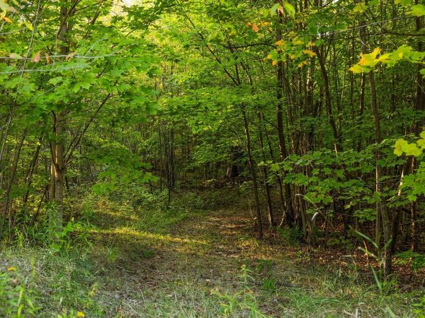 171 Colt Road NE, Kalkaska, MI 49646