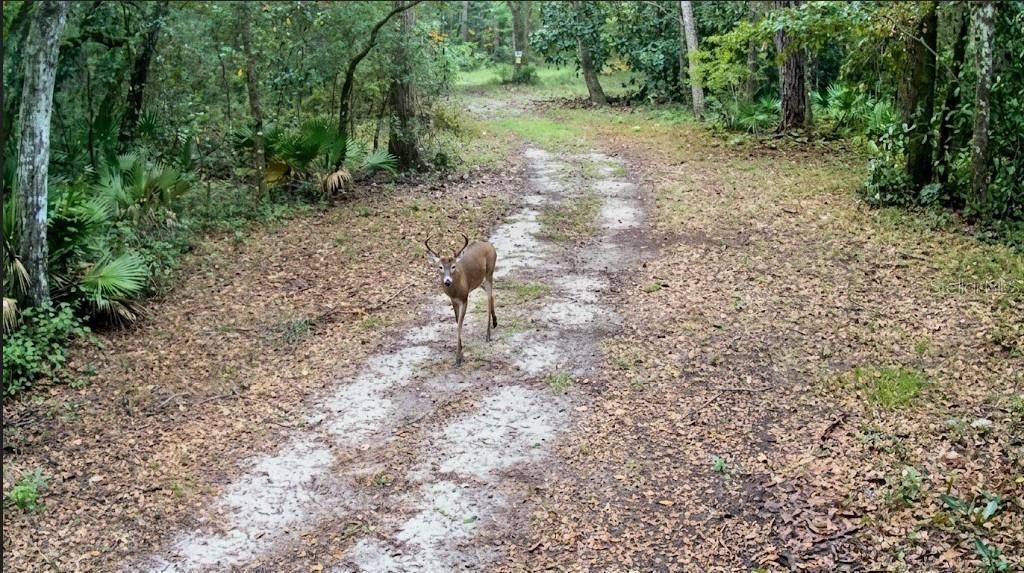 3435 N Highway 314a, Silver Springs, FL 34488 Photo