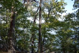Lot 25 Wateree Key Court  photo 4