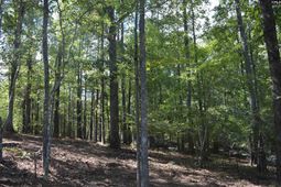 Lot 25 Wateree Key Court  photo 4