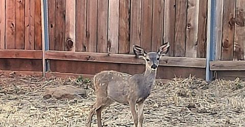 9322-9318 Mosquito Rd, Placerville, CA 95667 Photo
