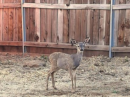 9322-9318 Mosquito Rd, Placerville, CA 95667 Photo