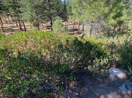 955 Blue Spruce Road, Reno, NV 89511 Photo