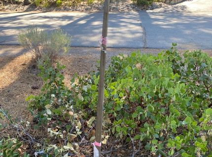 955 Blue Spruce Road, Reno, NV 89511 Photo