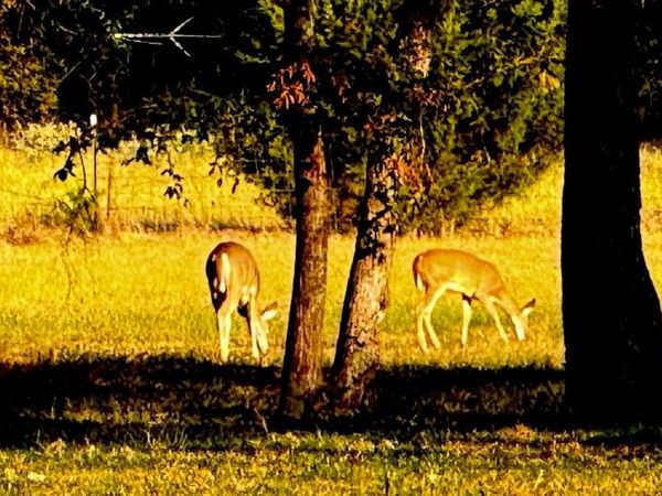 3074 Vz County Road 2120 , Canton, TX 75103