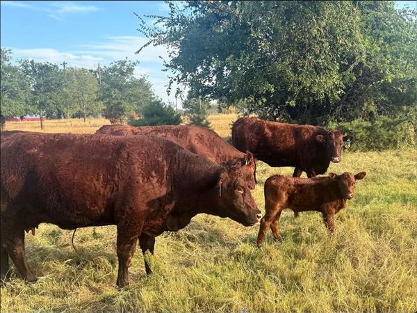 1870 Ross Lane, Unit 1, Springtown, TX 76082