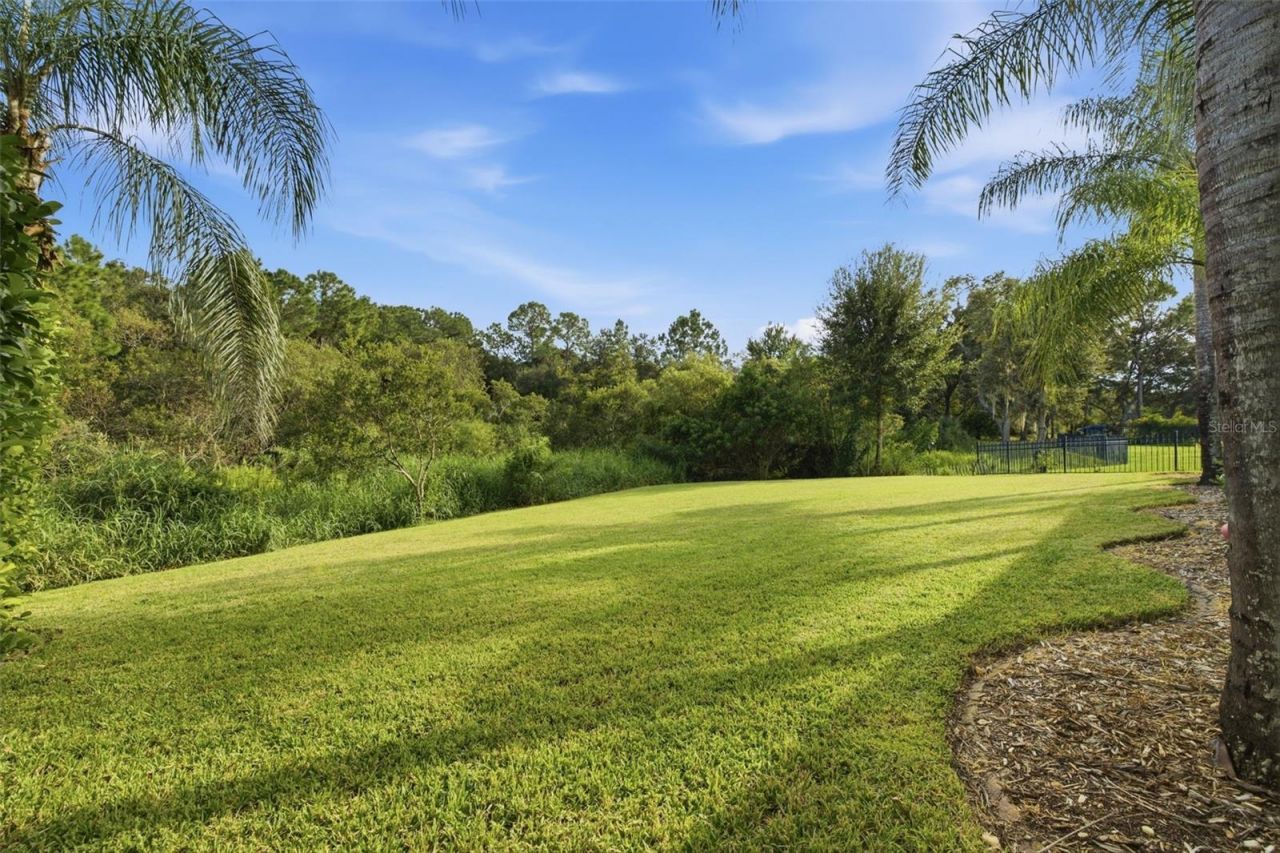 14637 Canopy Drive, Tampa, FL 33626 Photo