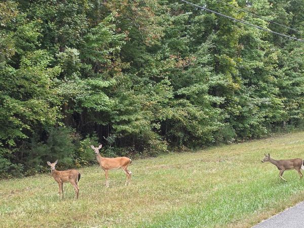 L6 Cumberland Lakes Drive, Monterey, TN 38574