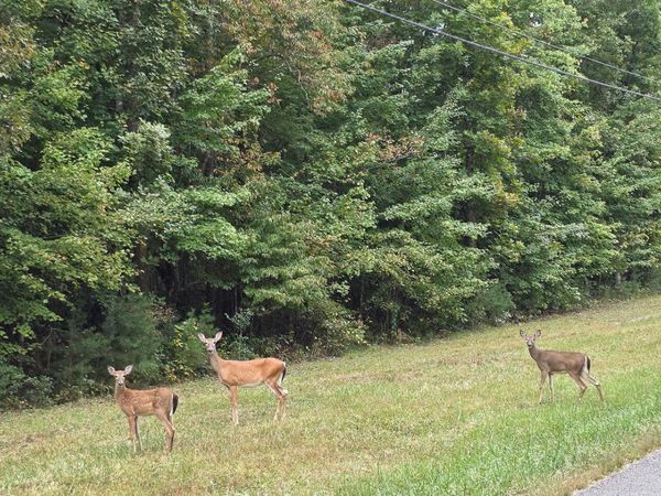 L7 Cumberland Lakes Drive, Monterey, TN 38574