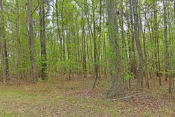 0 Ridgelake(lot 35) Circle photo 4