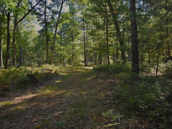Whitney Street, Baldwin, MI 49304