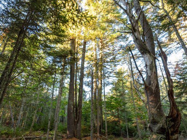 213/17/1 Knox Road , Bar Harbor, ME 04609