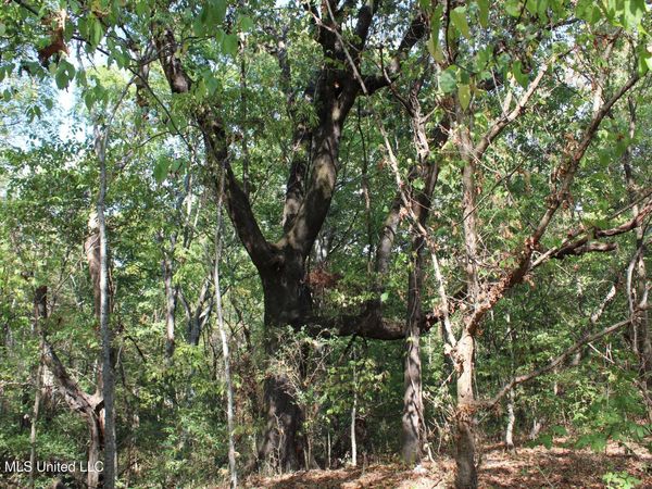 8 Star Landing Road, Nesbit, MS 38651