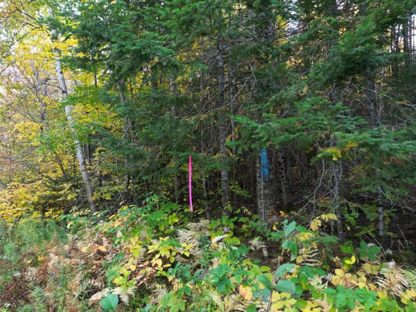 Lot 1-2 West Tucker Ridge Road , Springfield, ME 04487