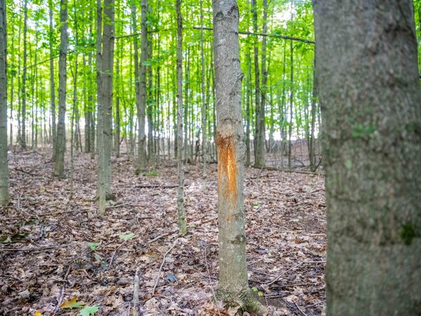 County Road 633, Grawn, MI 49637