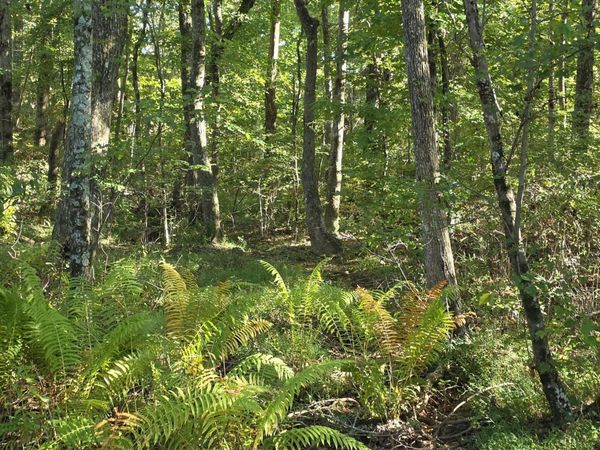 0 River Bluffs Drive, Jasper, TN 37347