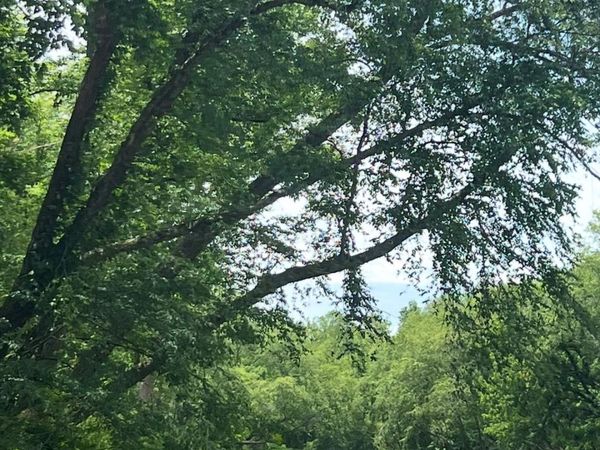 3999 OLD GREENLEE Road , Marion, NC 28752
